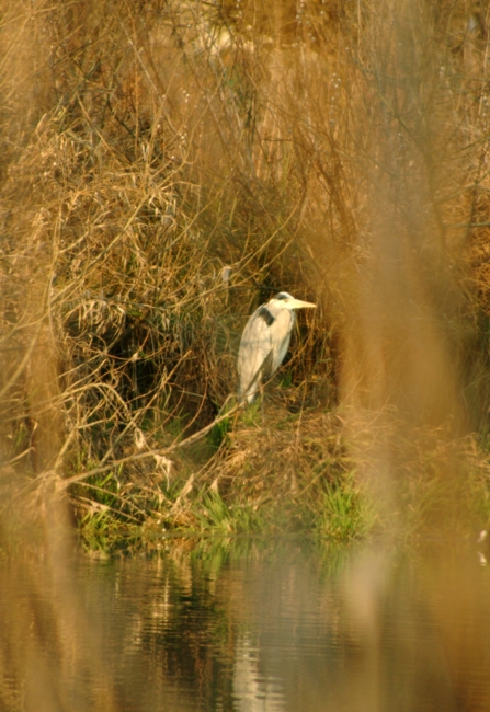 Riserva Regionale Lago di Posta Fibreno